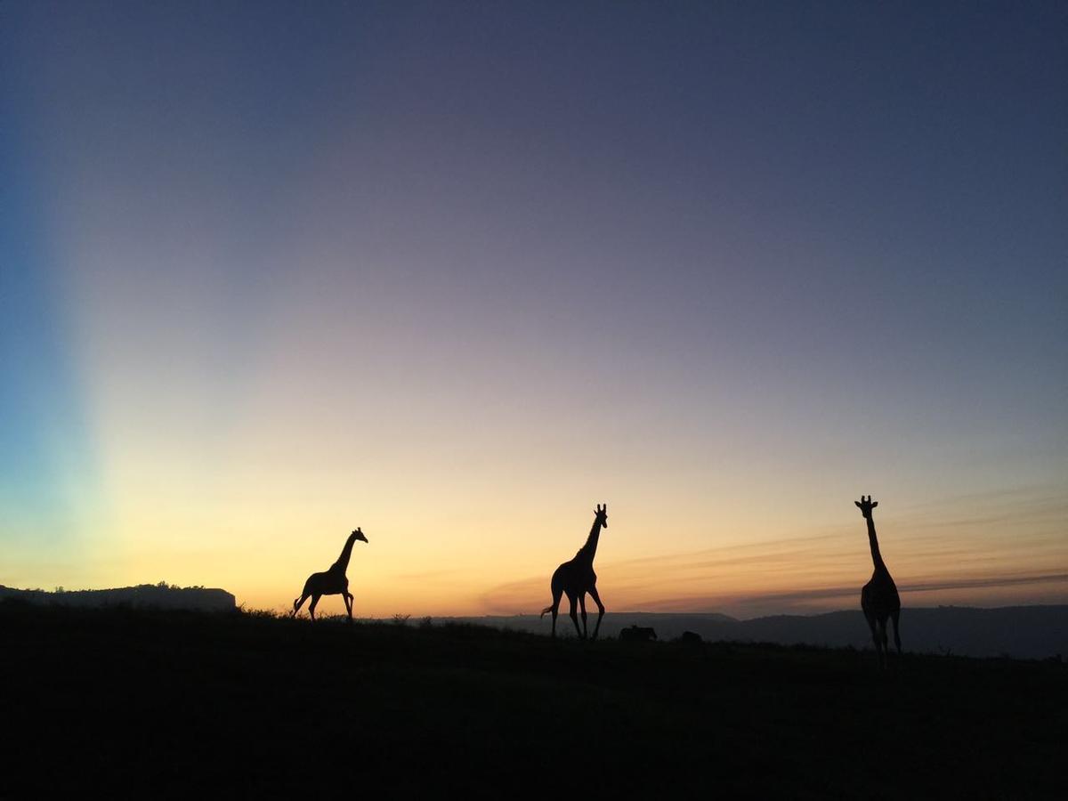 Phezulu Safari Park Villa Botha's Hill Exterior photo